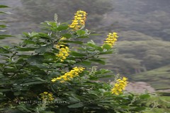 Crotalaria semperflorens